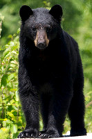 Black bear yearling, British Columbia