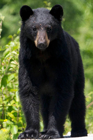 Black bear yearling, British Columbia