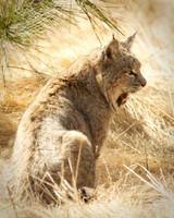 Bobcat panting in Yosemite National Park