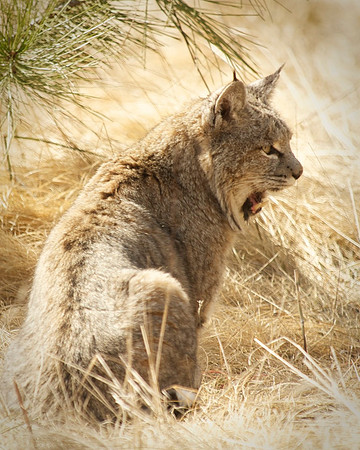 Bobcat panting in Yosemite National Park