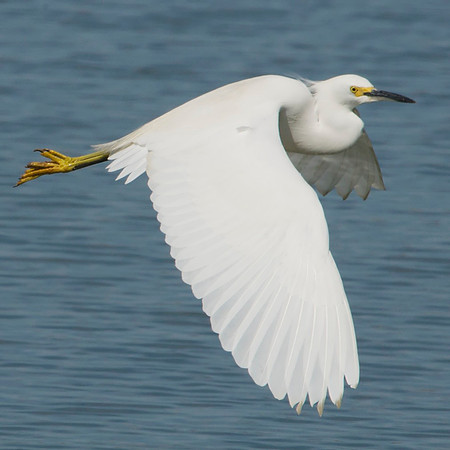 Snowy egret in-flight
