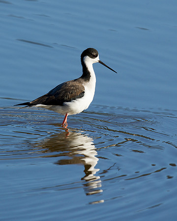 Black-necked stilt