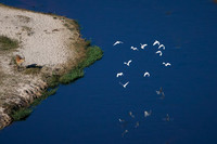 Okavango River with White Egret Flock