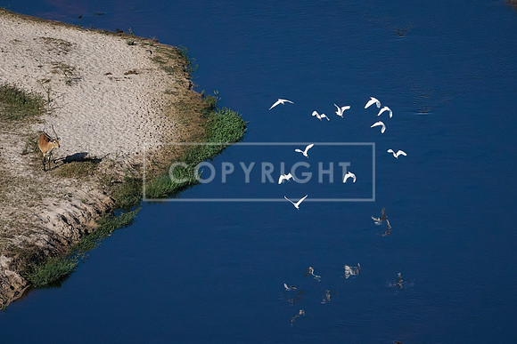 Okavango River with White Egret Flock