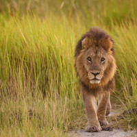 Lion Emerging
