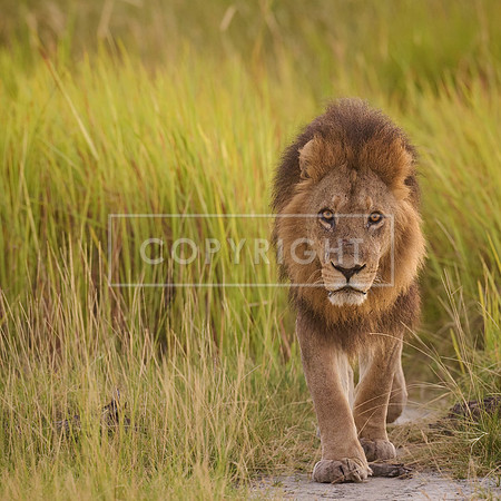 Lion Emerging