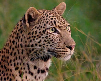 Leopard at Dusk