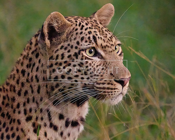 Leopard at Dusk