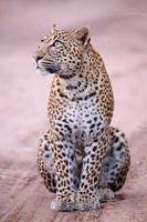 Leopard Looking Up