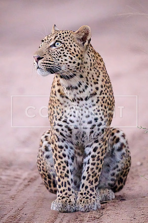 Leopard Looking Up