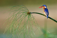 Malachite Kingfisher on the Okavangoer River