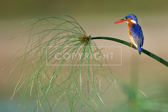 Malachite Kingfisher on the Okavangoer River