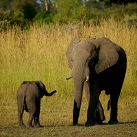 Africa