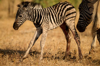 Newborn Zebra Colt