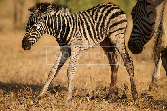 Newborn Zebra Colt