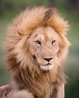 Lion at Ndutu Camp, Serengeti