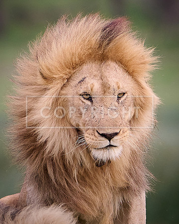Lion at Ndutu Camp, Serengeti