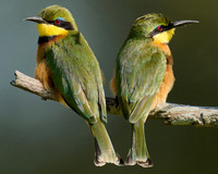 Little Bee Eater Pair