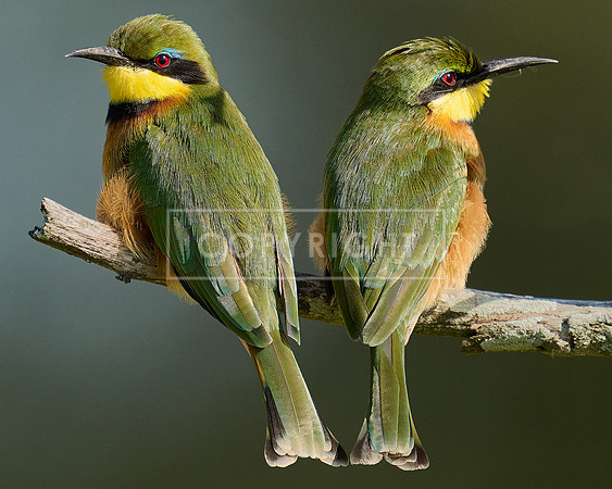 Little Bee Eater Pair