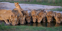 Lion Pride at Watering Hole
