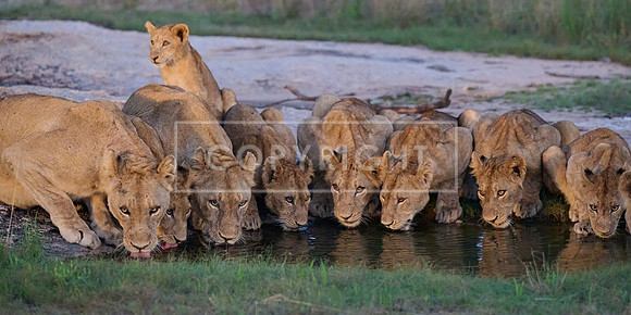 Lion Pride at Watering Hole