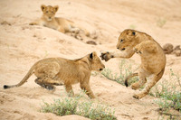 Lion Cub Ninja