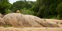 Lion on Rocks in the Sabi Sand River, South Africa