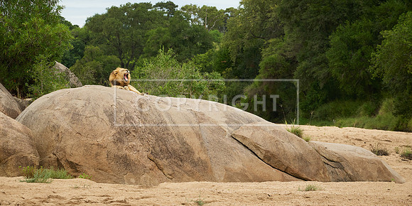 Lion on Rocks in the Sabi Sand River, South Africa