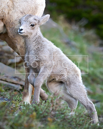 Mountain Goat Leaning on Its Mother