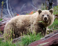 Grizzly Bear Eating Wild Onion