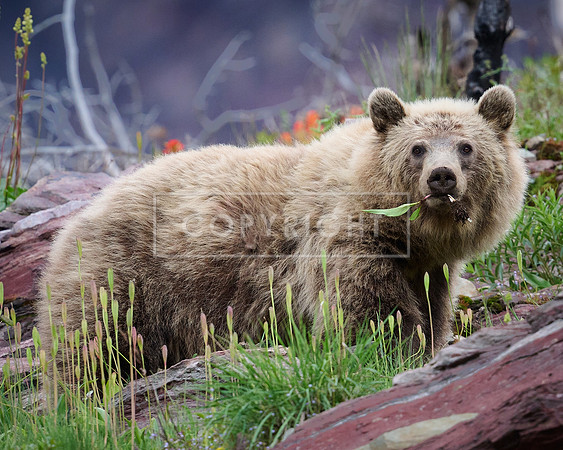 Grizzly Bear Eating Wild Onion