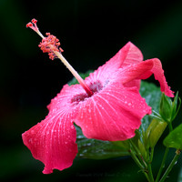 Hibiscus flower after a rainshower