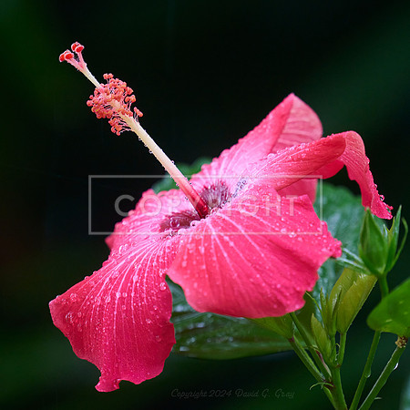 Hibiscus flower after a rainshower