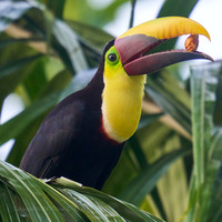 Yellow-throated Toucan with a Nut