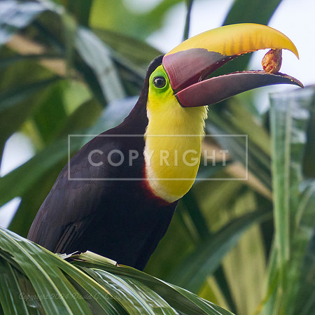 Yellow-throated Toucan with a Nut