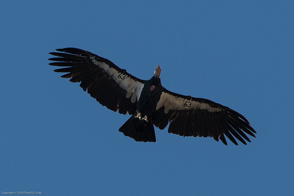California condor