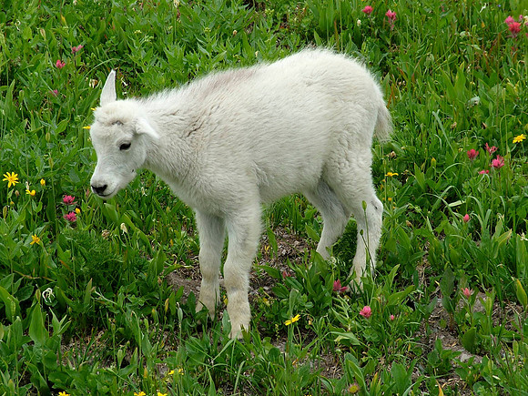 Mountain goat kid, Logan Pass, Glacier National Park