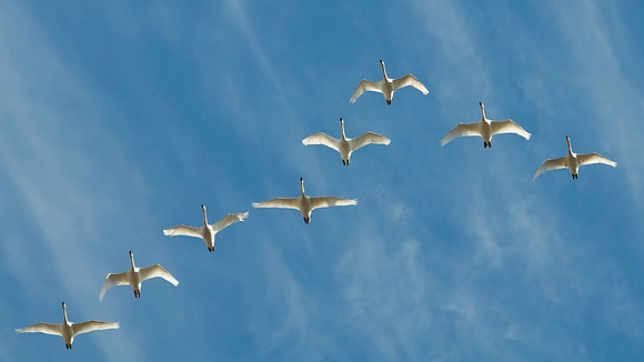 Tundra swans over Lake Mattmuskeet, North Carolina