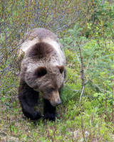 Grizzly on the prowl