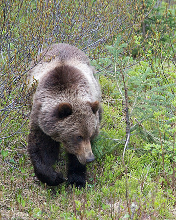 Grizzly on the prowl
