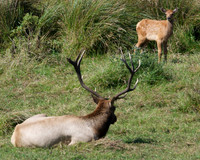 Thule elk calf and bull, Point Reyes, California