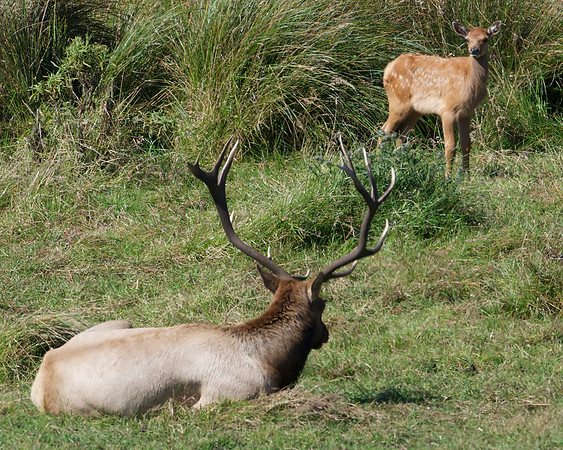 Thule elk calf and bull, Point Reyes, California