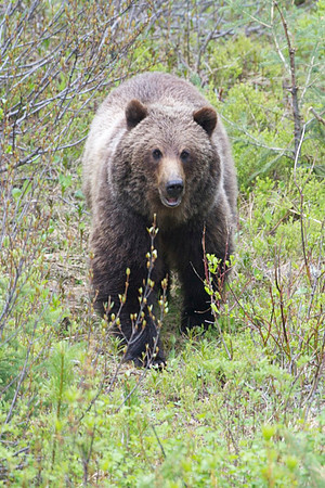 Grizzly make eye contact