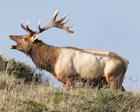 Thule elk bull in mid-bellow at Point Reyes, California