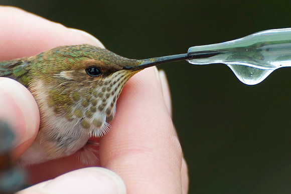 Juvenile male rufous hummingbird being fed by PRBO ornithologist